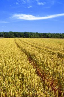 Golden Wheat Field Royalty Free Stock Image Golden Wheat Field Royalty Free Stock Image
