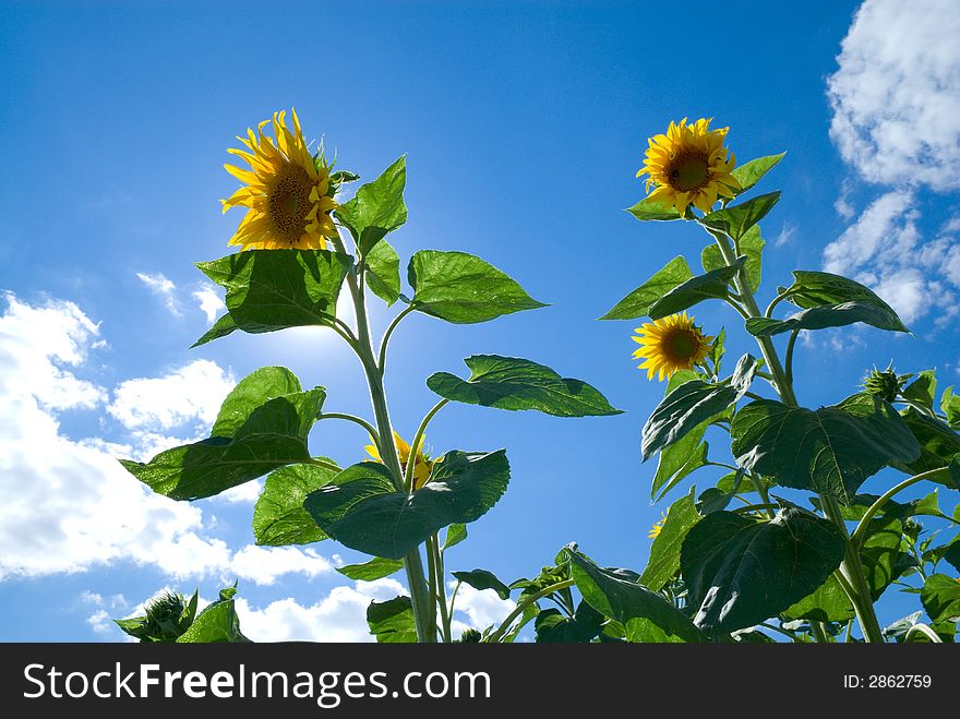 Sunflower over serene blue sky. Sunflower over serene blue sky