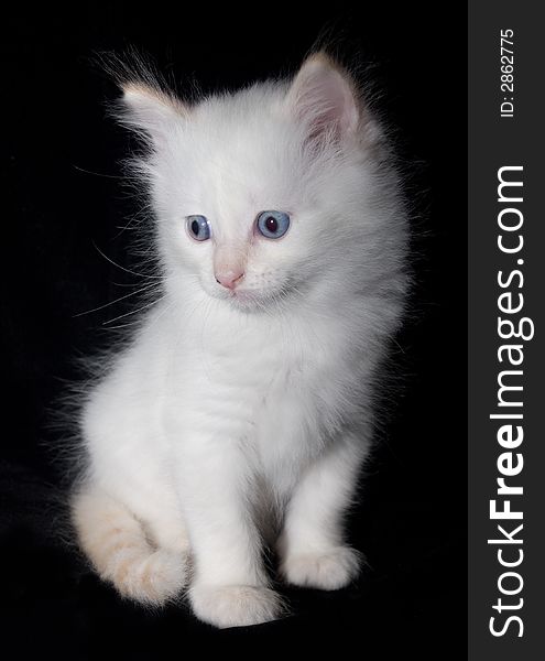 Doll-Face White Kitten