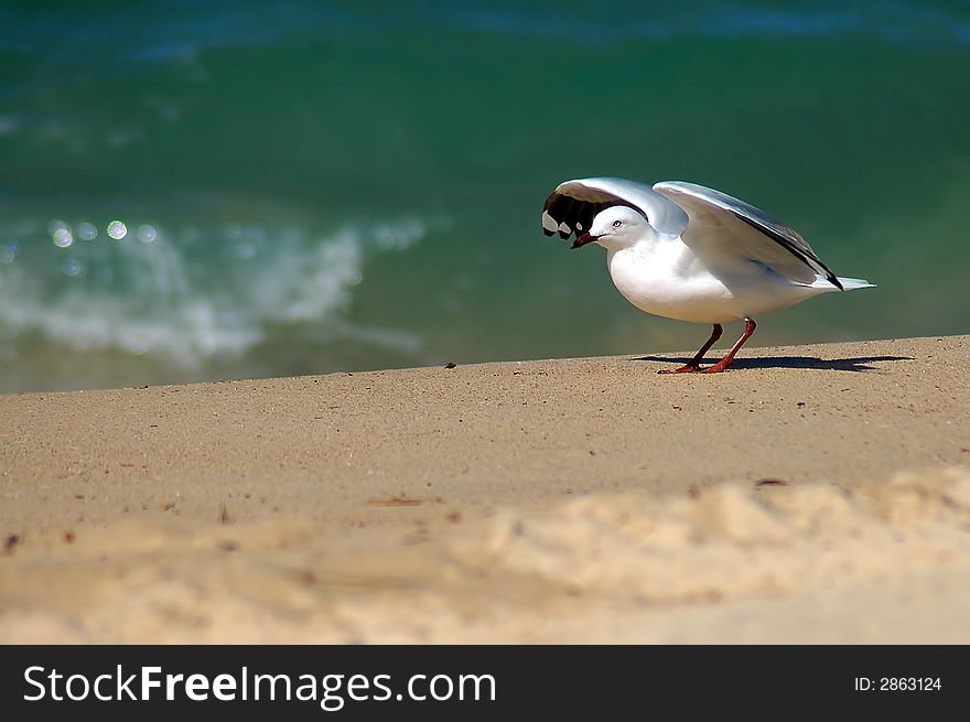 Seagull preparing to take off from a sandy beach. Seagull preparing to take off from a sandy beach