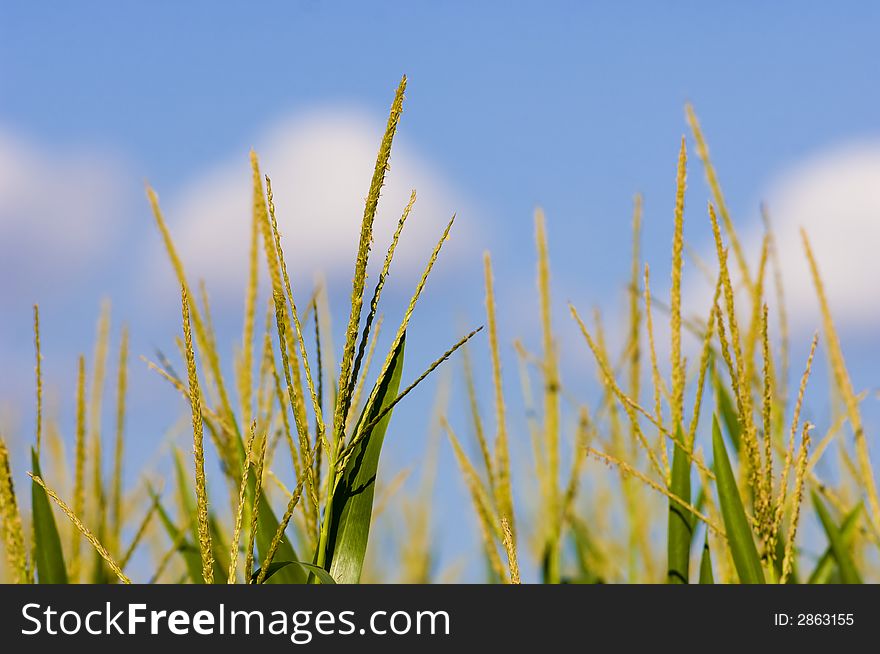 Cornfield And Blue Sky