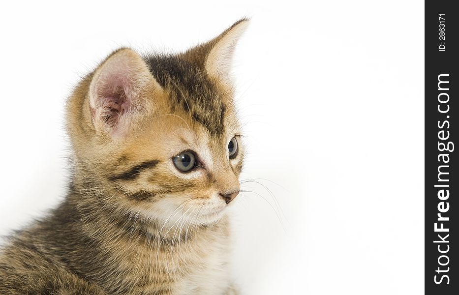 A tabby kitten on white background. A tabby kitten on white background