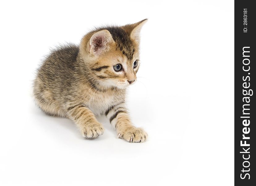 A tabby kitten pounces and plays on white background. A tabby kitten pounces and plays on white background