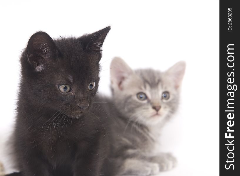 A black and gray kitten on a white background