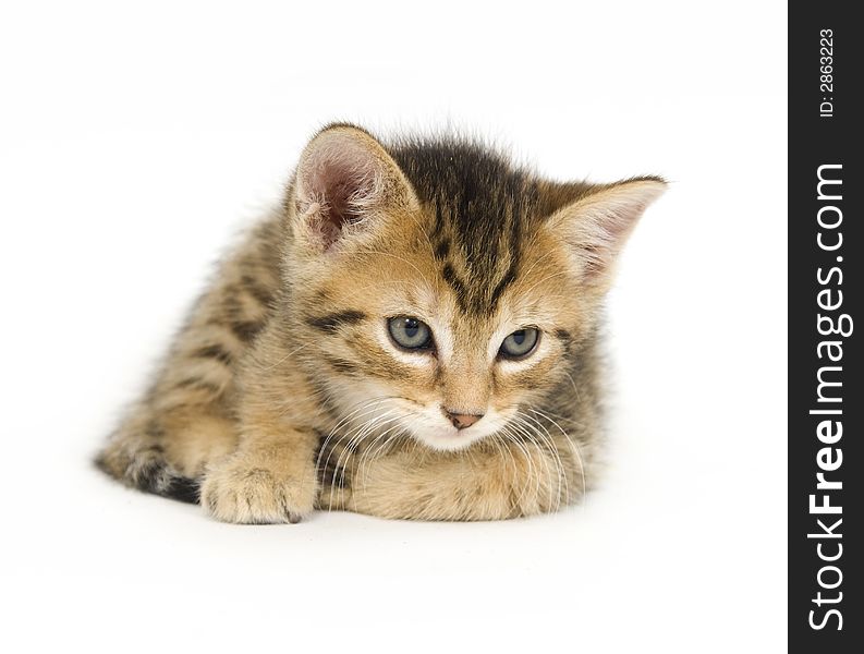 A tabby kitten lays down for a rest on white background. A tabby kitten lays down for a rest on white background