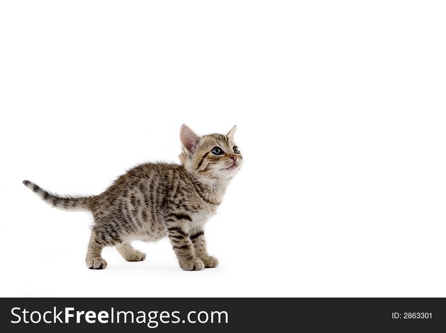 Striped kitten (5 weeks) standing on a floor. Striped kitten (5 weeks) standing on a floor
