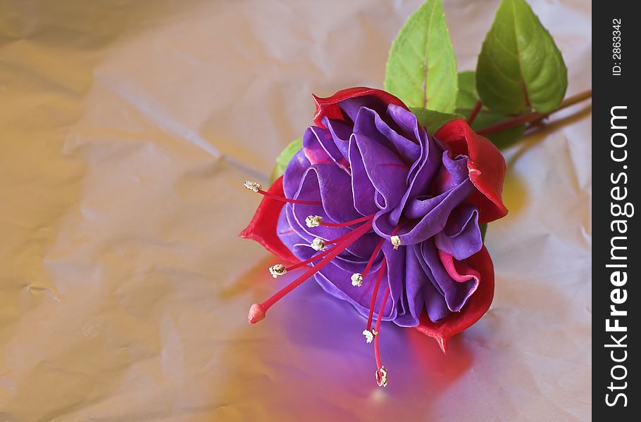 A purple and red fuchsia flower reflected in metal foil.