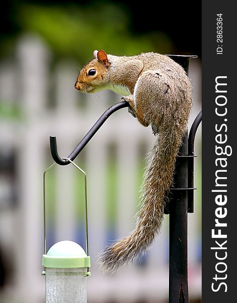 An Eastern Grey Squirrel sitting on a bird feeder.