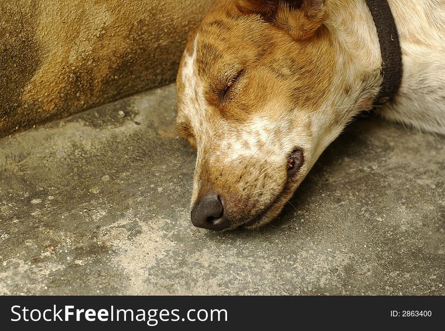 Sad looking rescued stray dog. Be kind to all animals. Sad looking rescued stray dog. Be kind to all animals.