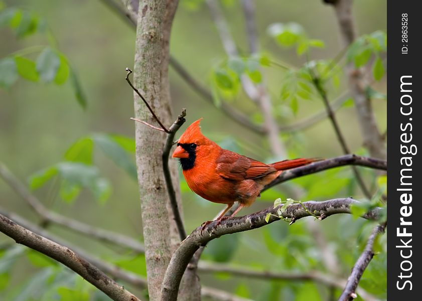 Male cardinal perched on a tree branch. Male cardinal perched on a tree branch