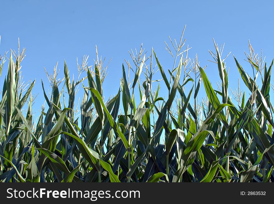 Corn stalks against a bright blue sky. Corn stalks against a bright blue sky