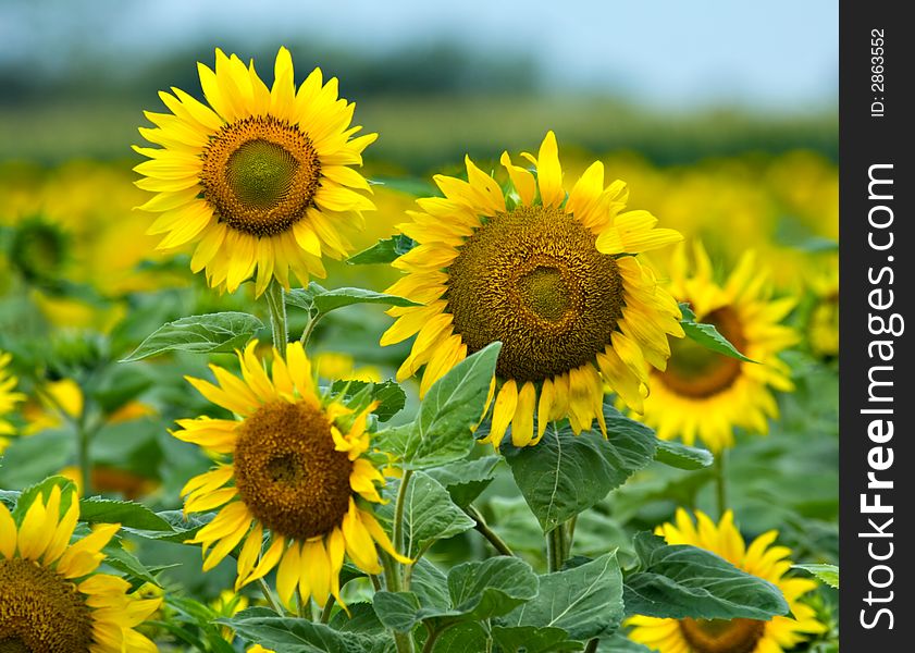 Field of sunflowers on a sunny day