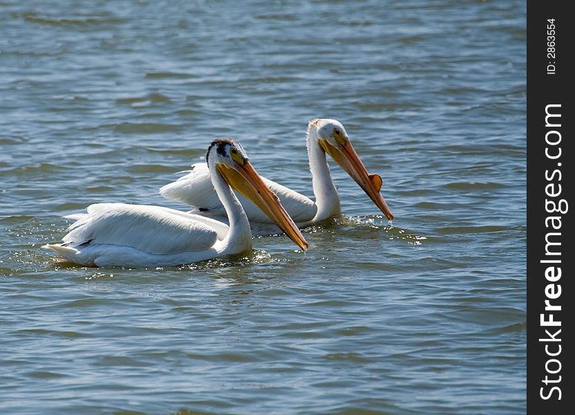 Two american white pelicans swimming in the mississippi river