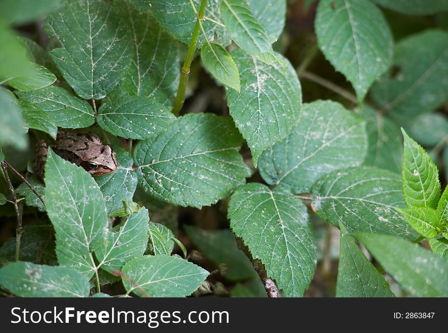 Dark green foliage with little brown frog