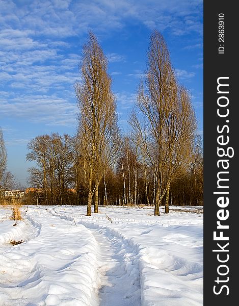 Winter, snow, pathway, poplars