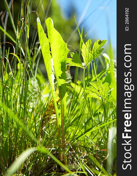 Green grass in bright sunlight in summer with blue sky