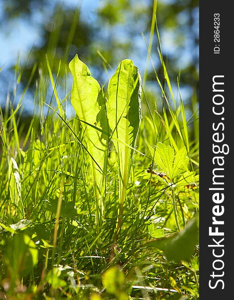 Green grass in bright sunlight in summer with blue sky. Green grass in bright sunlight in summer with blue sky