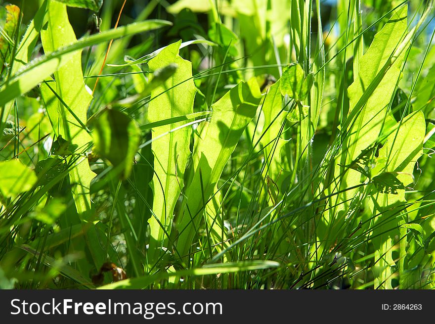 Green grass in bright sunlight in summer