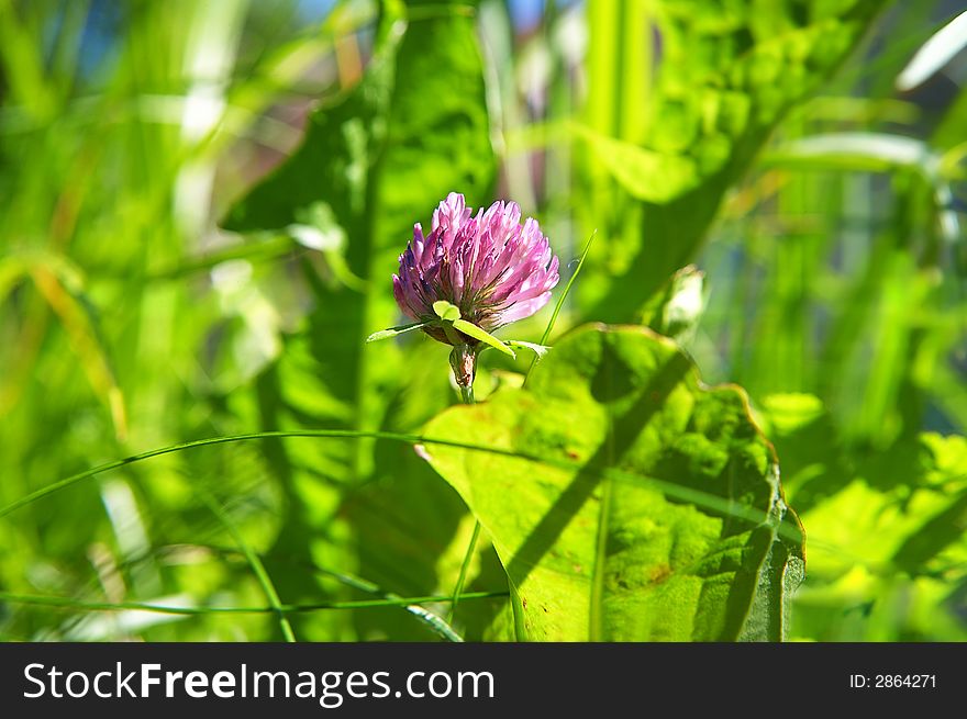 Red clover and green grass in bright sunlight in summer