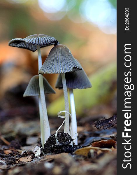 A group of small mushrooms (Coprinus xanthotrix)
