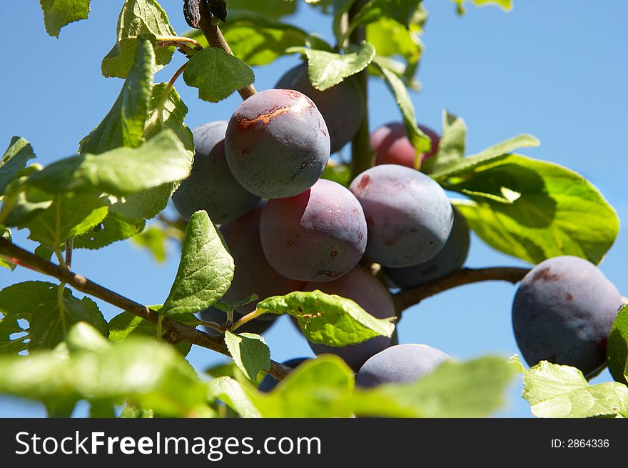 Plums on a tree in sunlight