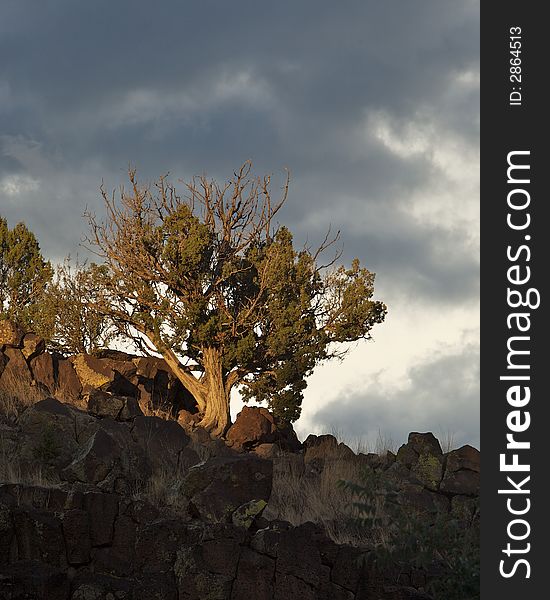 A Juniper tree on the edge of a cliff with a storm moving in. A Juniper tree on the edge of a cliff with a storm moving in