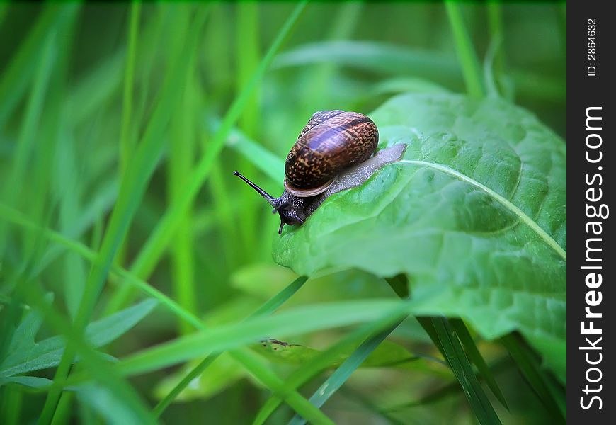 Snail is crawling in the grall