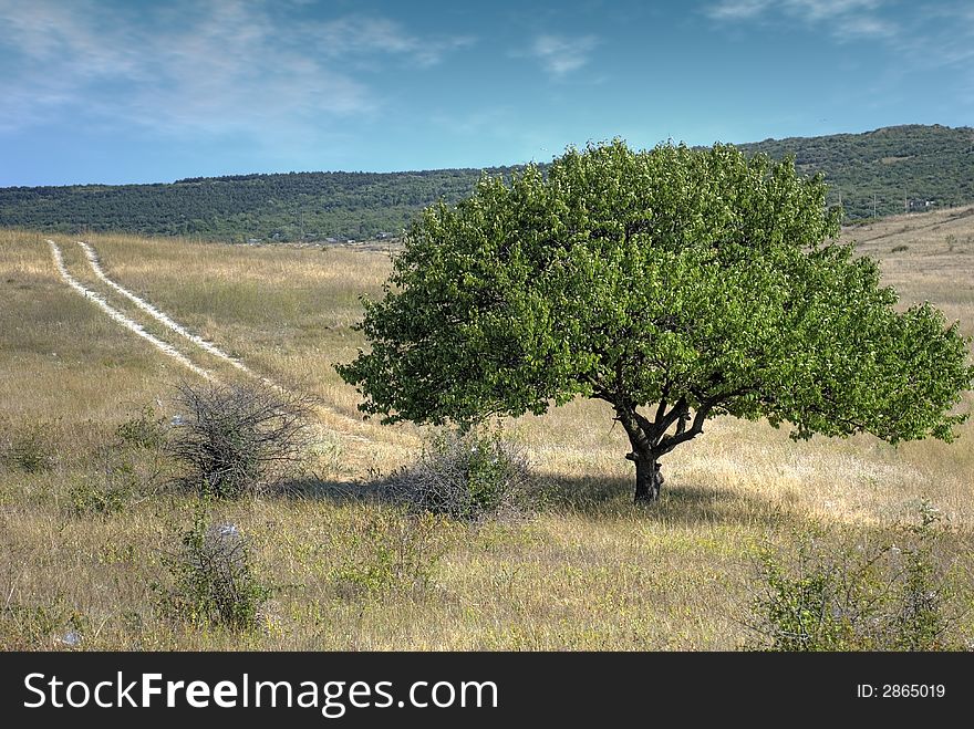 Green Tree And Road