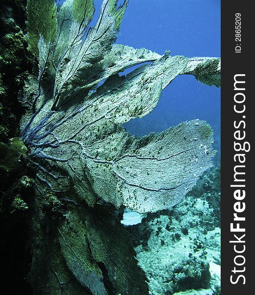 Large Sponge Fan against blue ocean surface