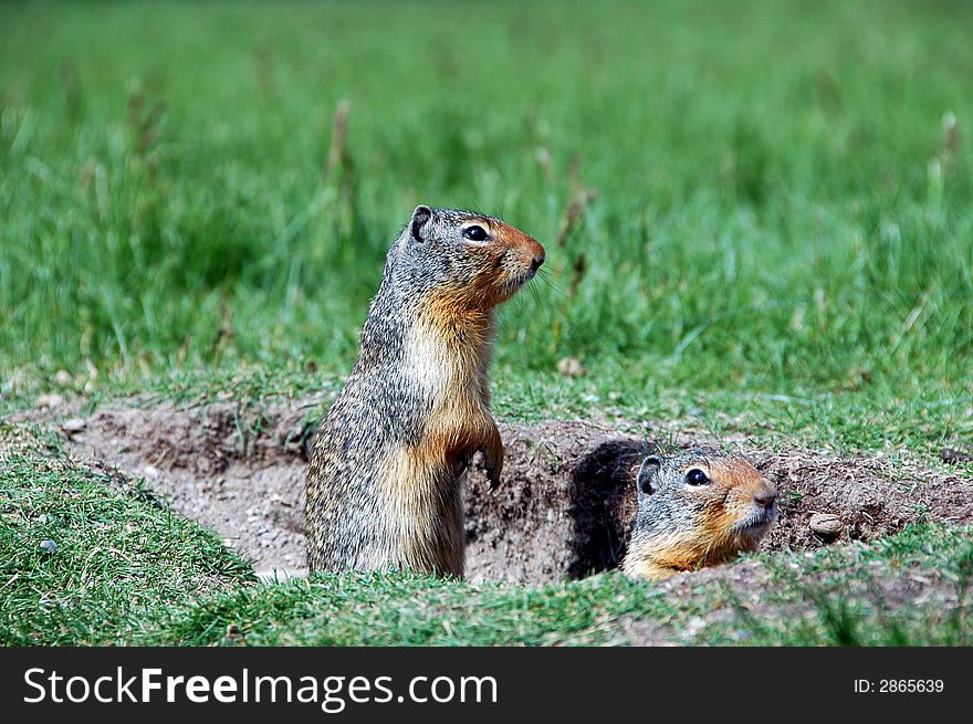 Two canadian ground squirrels at Manning provincial park, British columbia,canada. Two canadian ground squirrels at Manning provincial park, British columbia,canada.