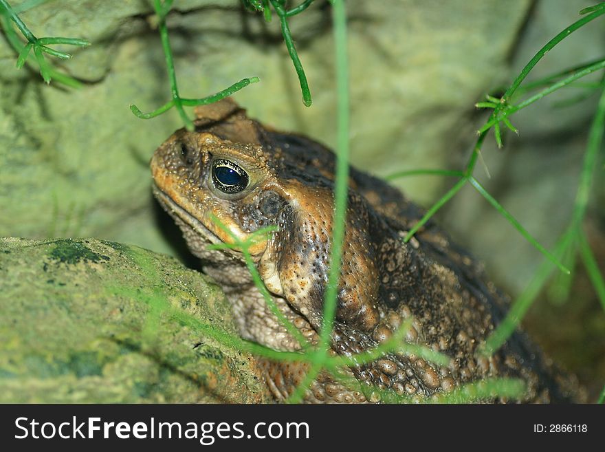 Marine toad shot in zoo terrarium