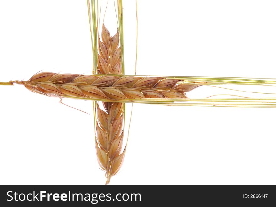 Crossed barley on white background