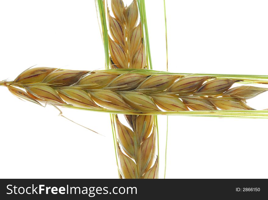 Crossed barley on white background