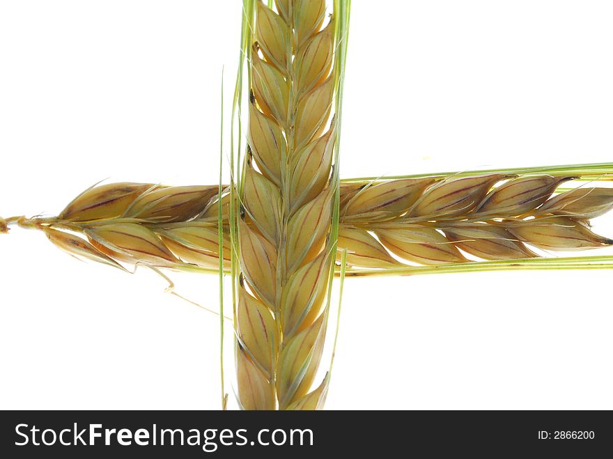 Crossed branches of fresh barley. Crossed branches of fresh barley