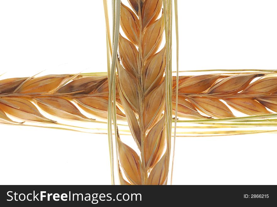 Crossed barley branches on white background