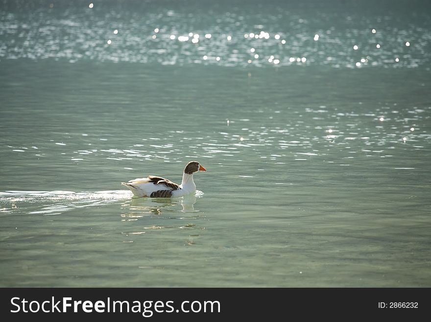 A photo of a goose in the lake