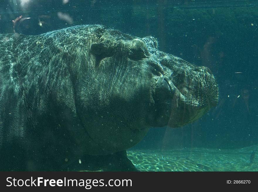 A huge hippopotamus under the water