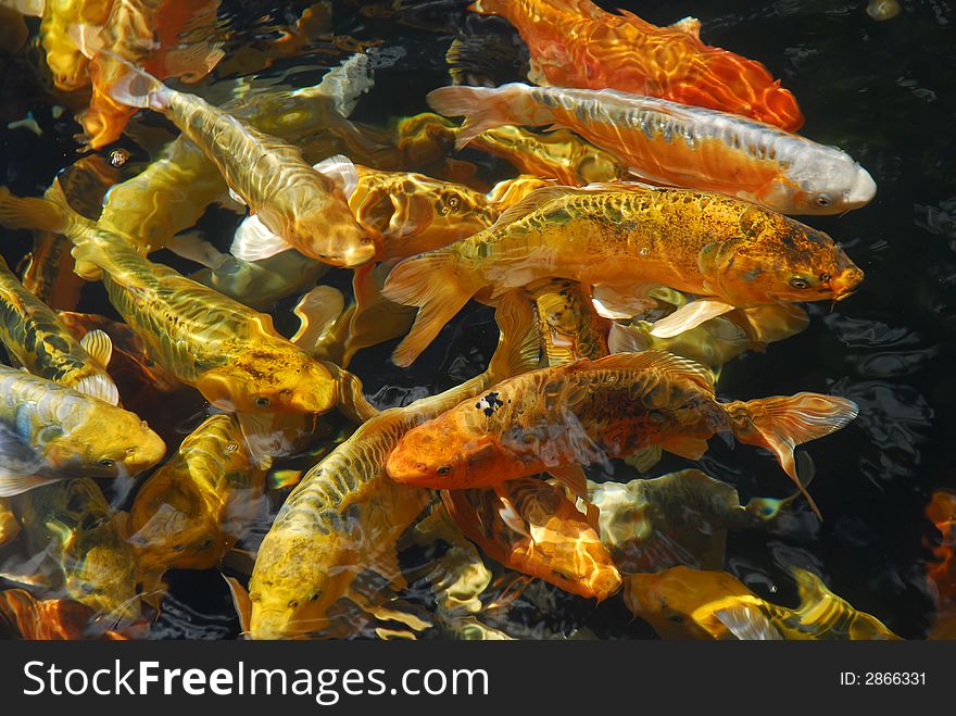 Koi carp fish in pond