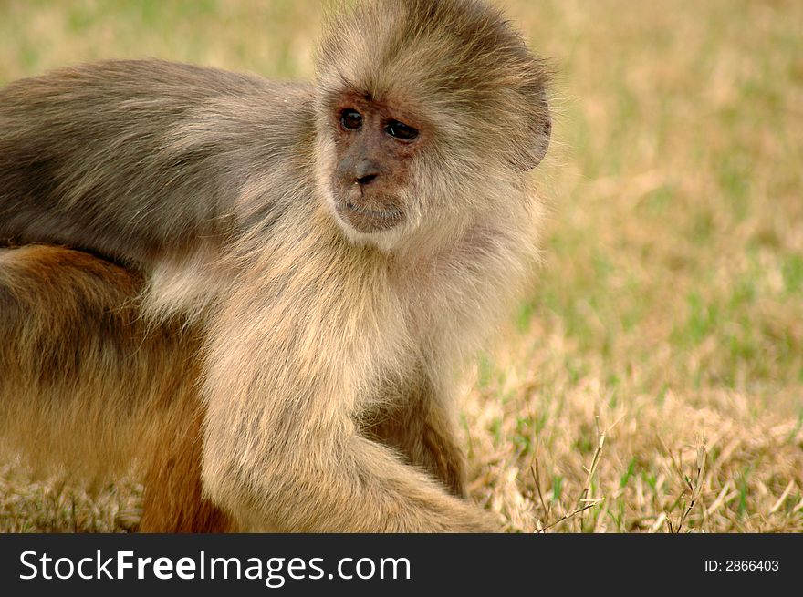 Cute monkey playing on the field