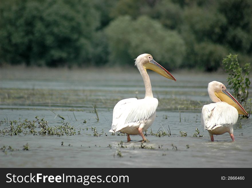 Birds , Pelicans