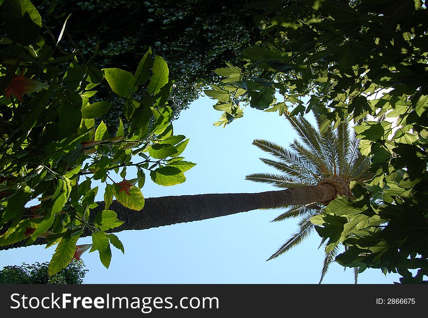 Palm trees and plants in Los Angeles California