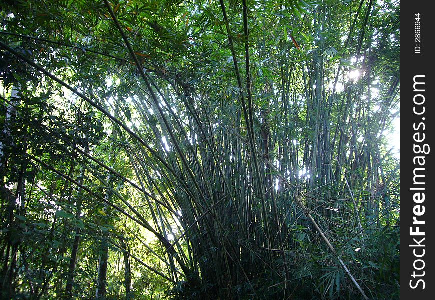 Bundles of Bamboo in the nature