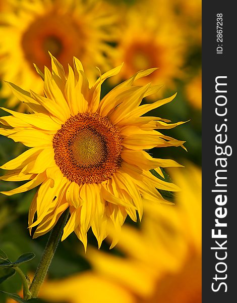An image of yellow sunflowers. An image of yellow sunflowers