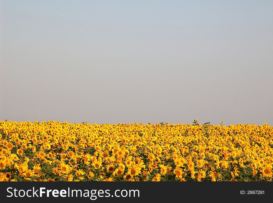 An image of yellow field of sunflowers. An image of yellow field of sunflowers