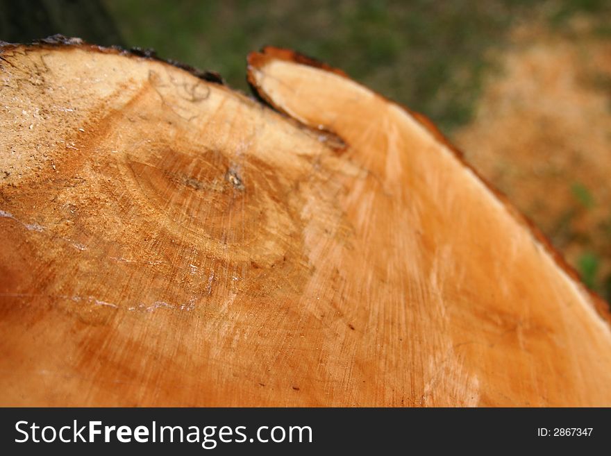 Wood texture (detail of the trunk of a tree)