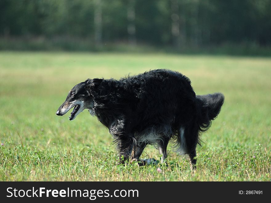 Russian borzoi