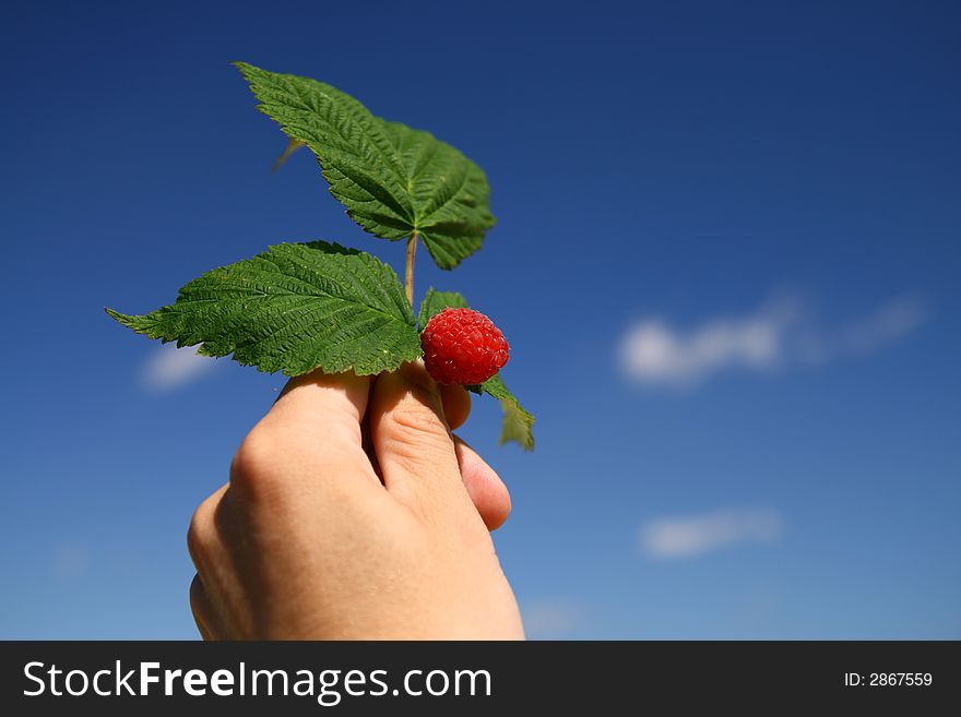 Sweet red raspberry and leaves in the hand, background cloudly sky, Rubus idaeus