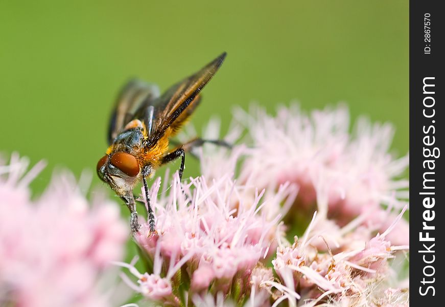 Colorful fly close-up