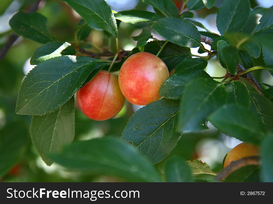 Red cherry plum, myrobalan, Prunus cerasifera,
background green leaves and tree,