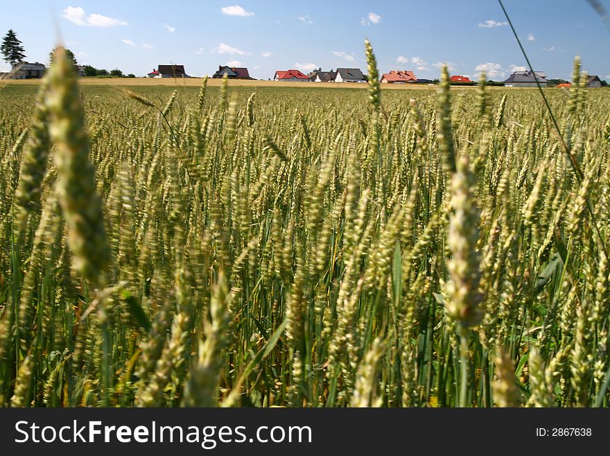 Food for people... cereal field, summer landscape, cloudy sky